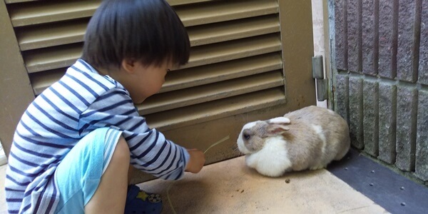五月山動物園 動物ふれあい ウサギ
