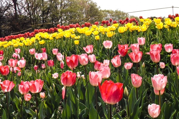 馬見丘陵公園 チューリップ